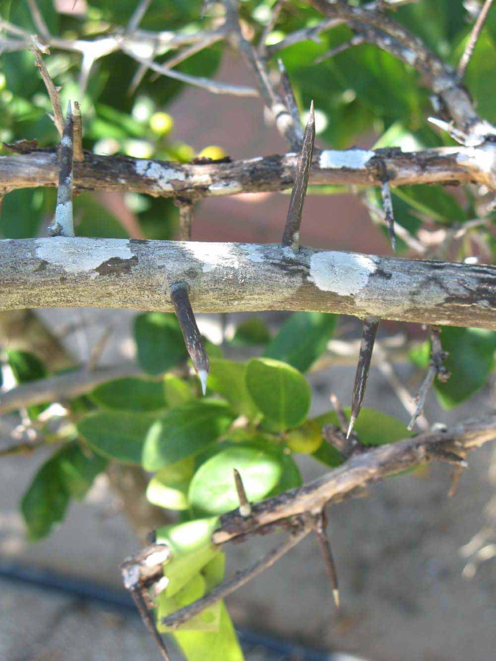              Shade leaves (Winter Haven, FL)       